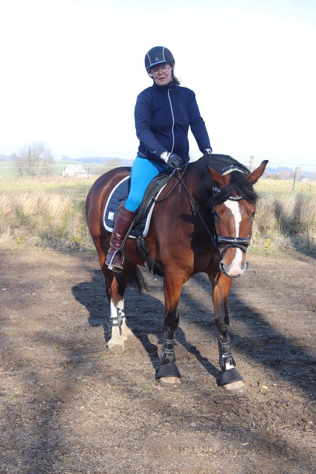 Welsh Cob (sec D) Borchs Aragorn (dnk) billede 5