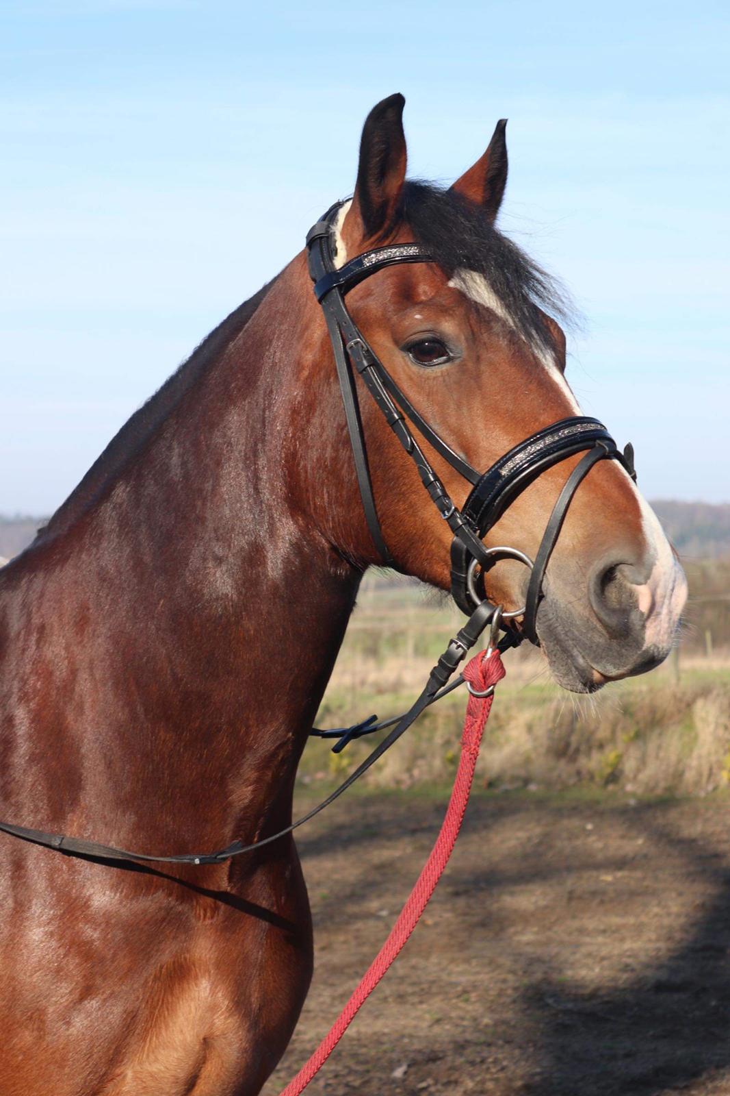 Welsh Cob (sec D) Borchs Aragorn (dnk) billede 4