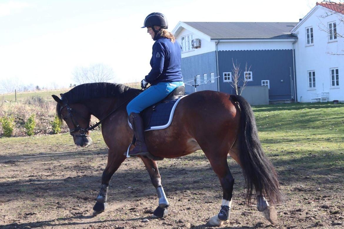 Welsh Cob (sec D) Borchs Aragorn (dnk) billede 7