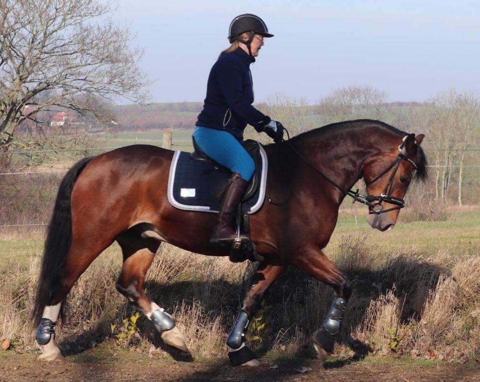 Welsh Cob (sec D) Borchs Aragorn (dnk) billede 8