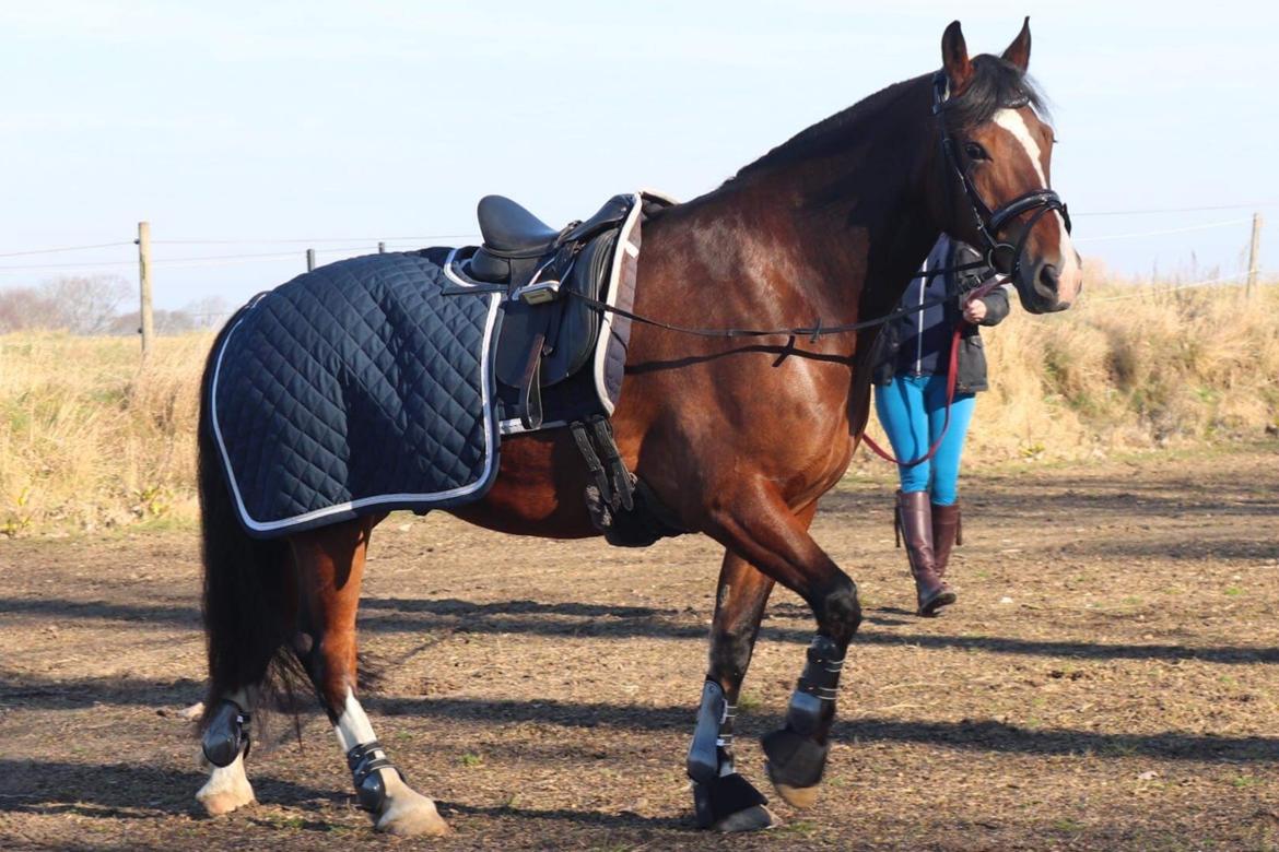 Welsh Cob (sec D) Borchs Aragorn (dnk) billede 6