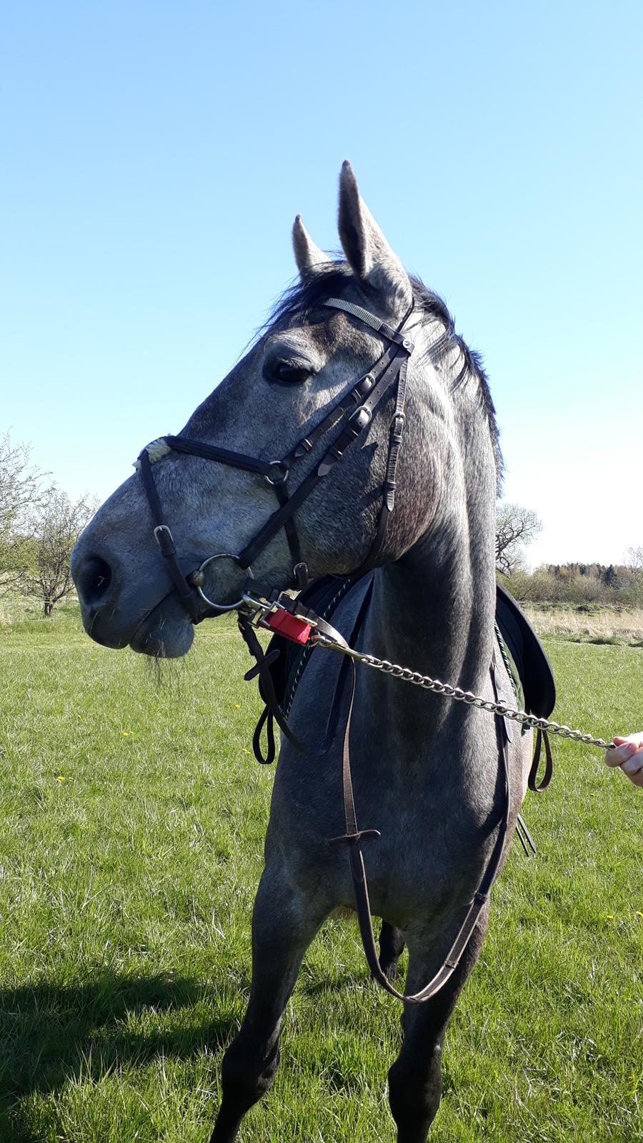 Zangersheide Pachanga Z billede 8