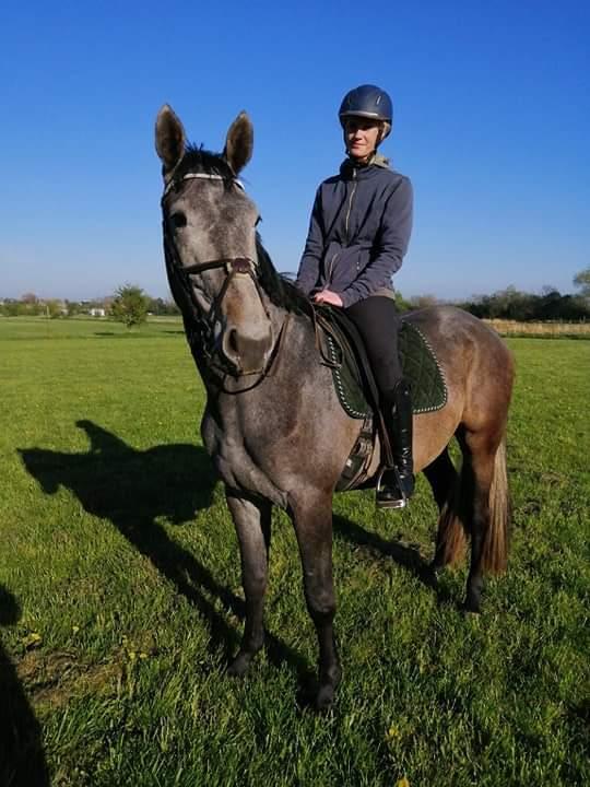 Zangersheide Pachanga Z billede 18