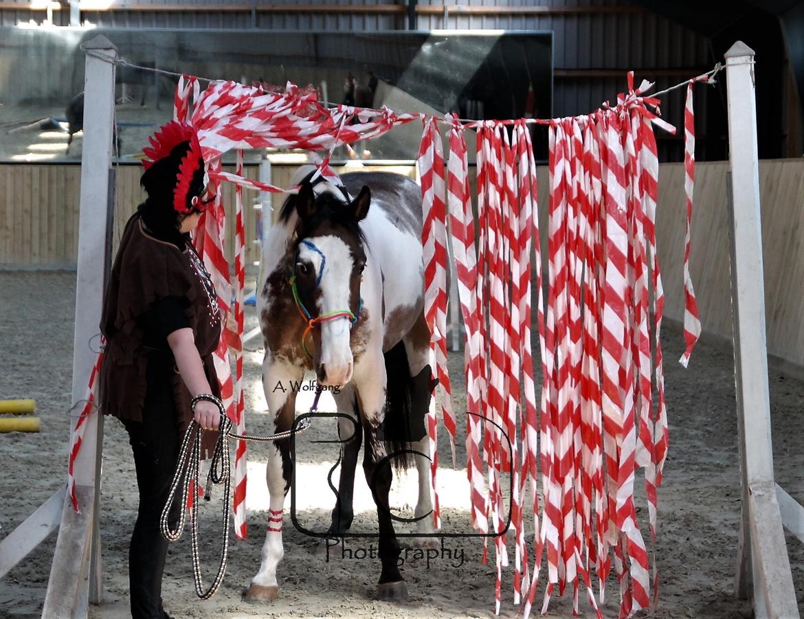 Anden særlig race La Liva *Den flyvende hollænder* - Agility - hun var ret sej <3  billede 7