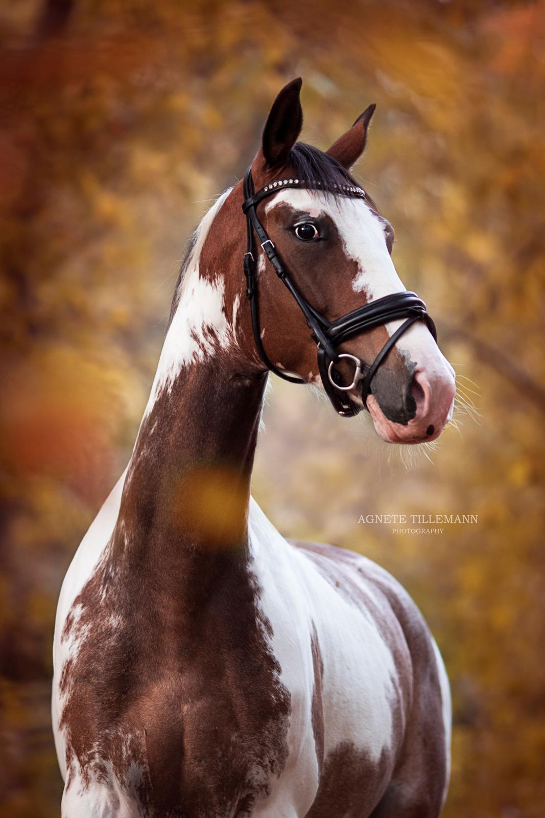 Anden særlig race La Liva *Den flyvende hollænder* - Velkommen til - Fra fotoshoot Langesø, Copyright - Agnete Tillemann foto  billede 1