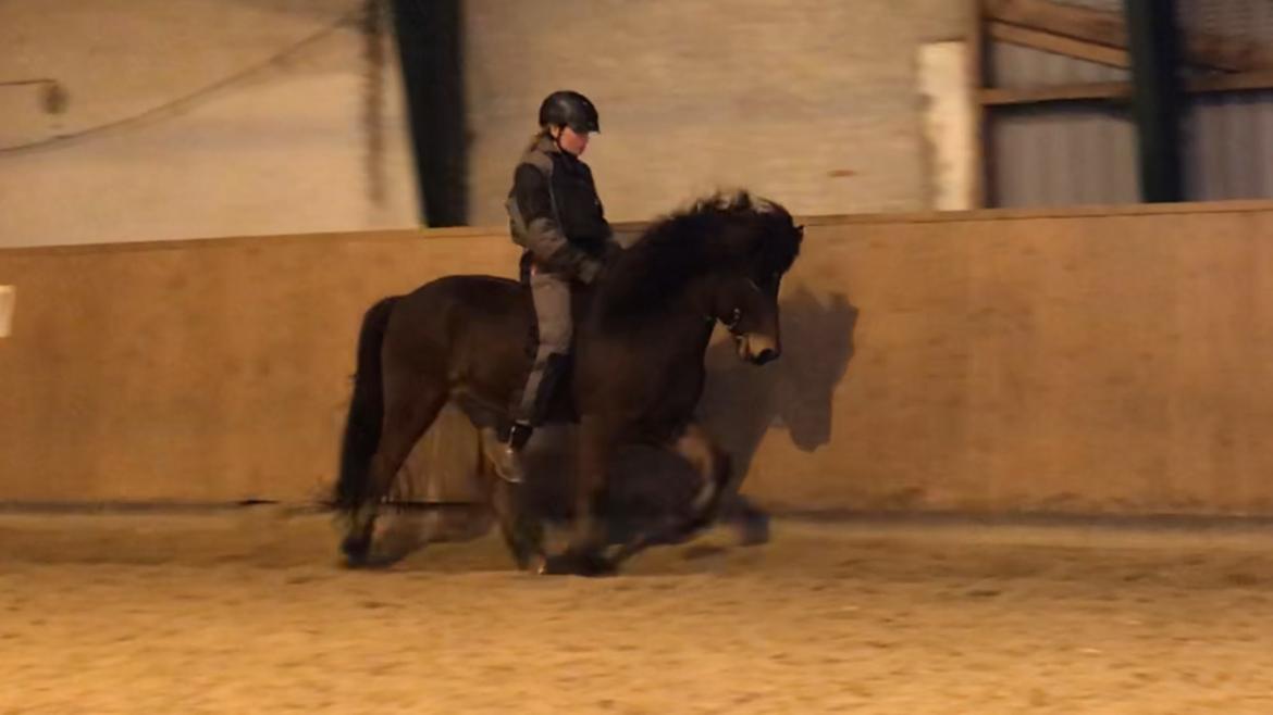 Islænder Magnús fra Kragensgård - Uden sadel :) billede 8