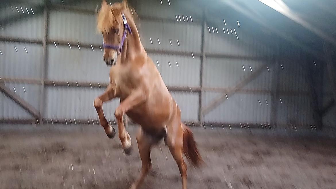 Arabisk fuldblod (OX) Emira bint Gharib ox *SOLGT* billede 50