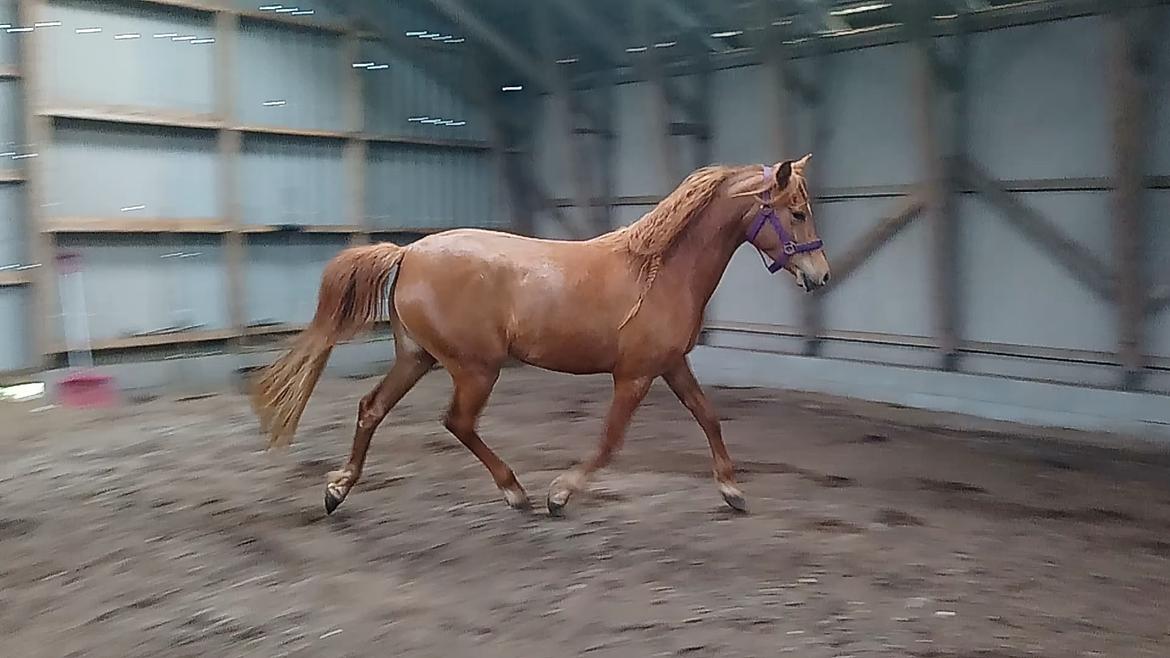 Arabisk fuldblod (OX) Emira bint Gharib ox *SOLGT* billede 46