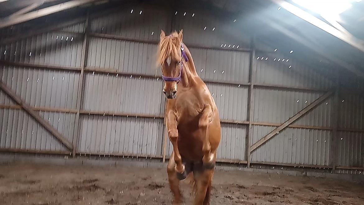 Arabisk fuldblod (OX) Emira bint Gharib ox *SOLGT* billede 49