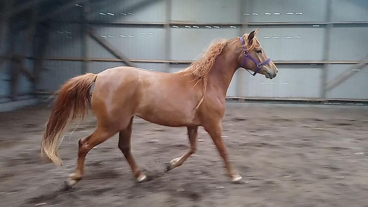 Arabisk fuldblod (OX) Emira bint Gharib ox *SOLGT* billede 45