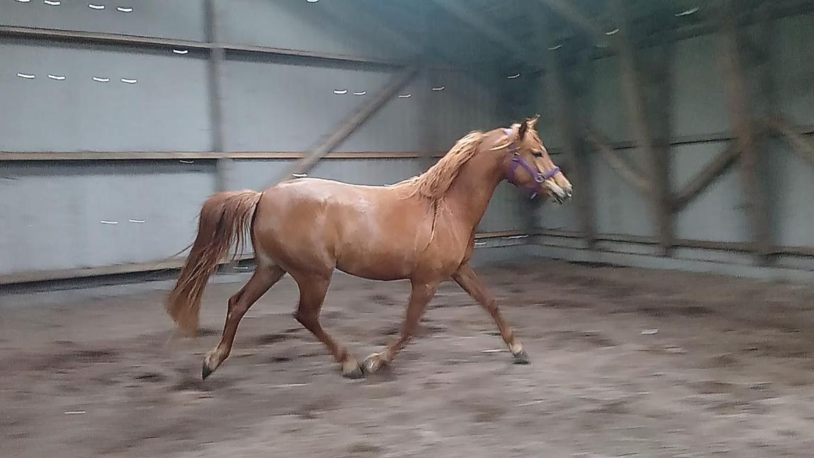 Arabisk fuldblod (OX) Emira bint Gharib ox *SOLGT* billede 48