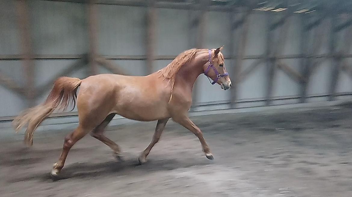 Arabisk fuldblod (OX) Emira bint Gharib ox *SOLGT* billede 47