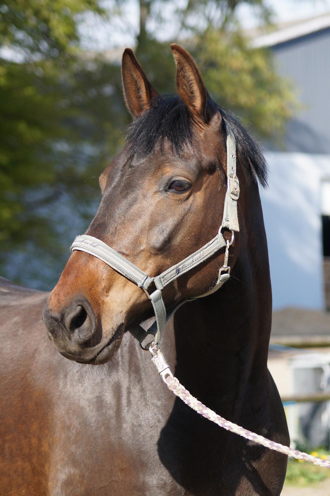 Anden særlig race Montana billede 2