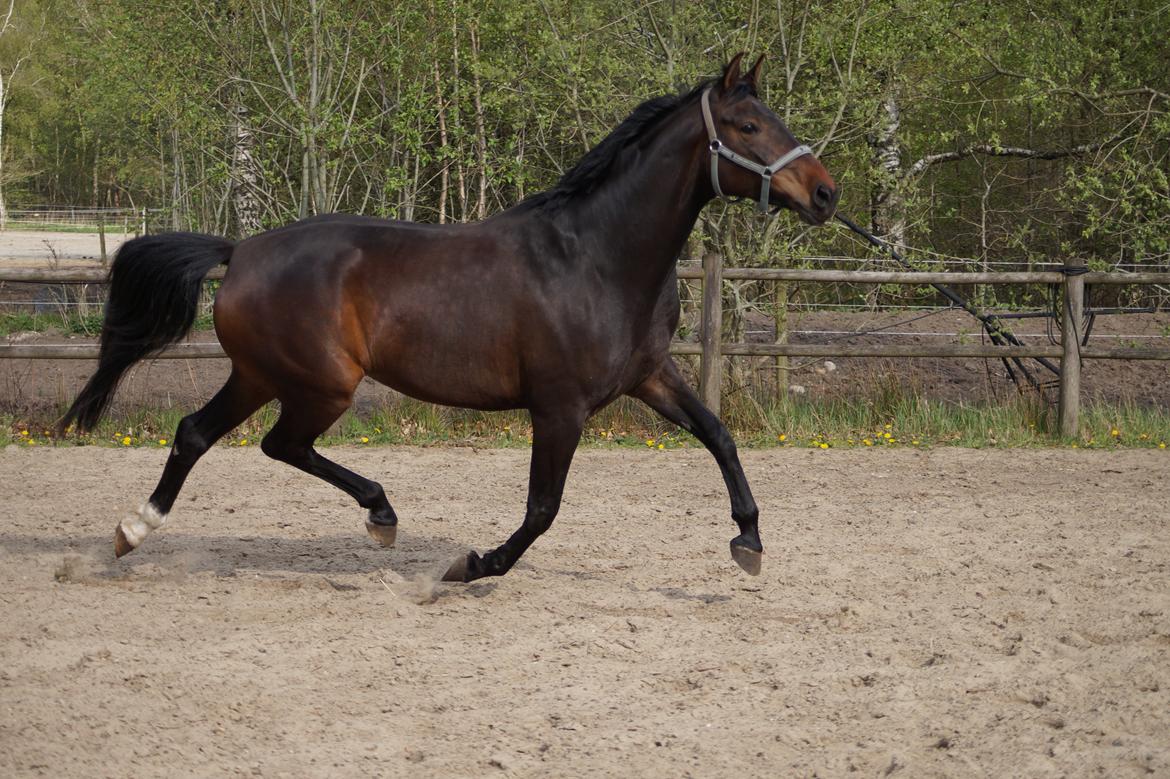 Anden særlig race Montana billede 5