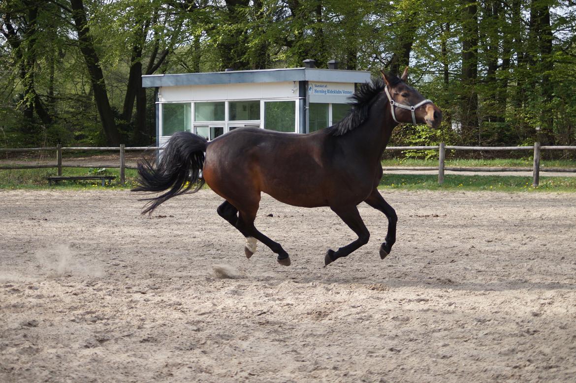 Anden særlig race Montana billede 6