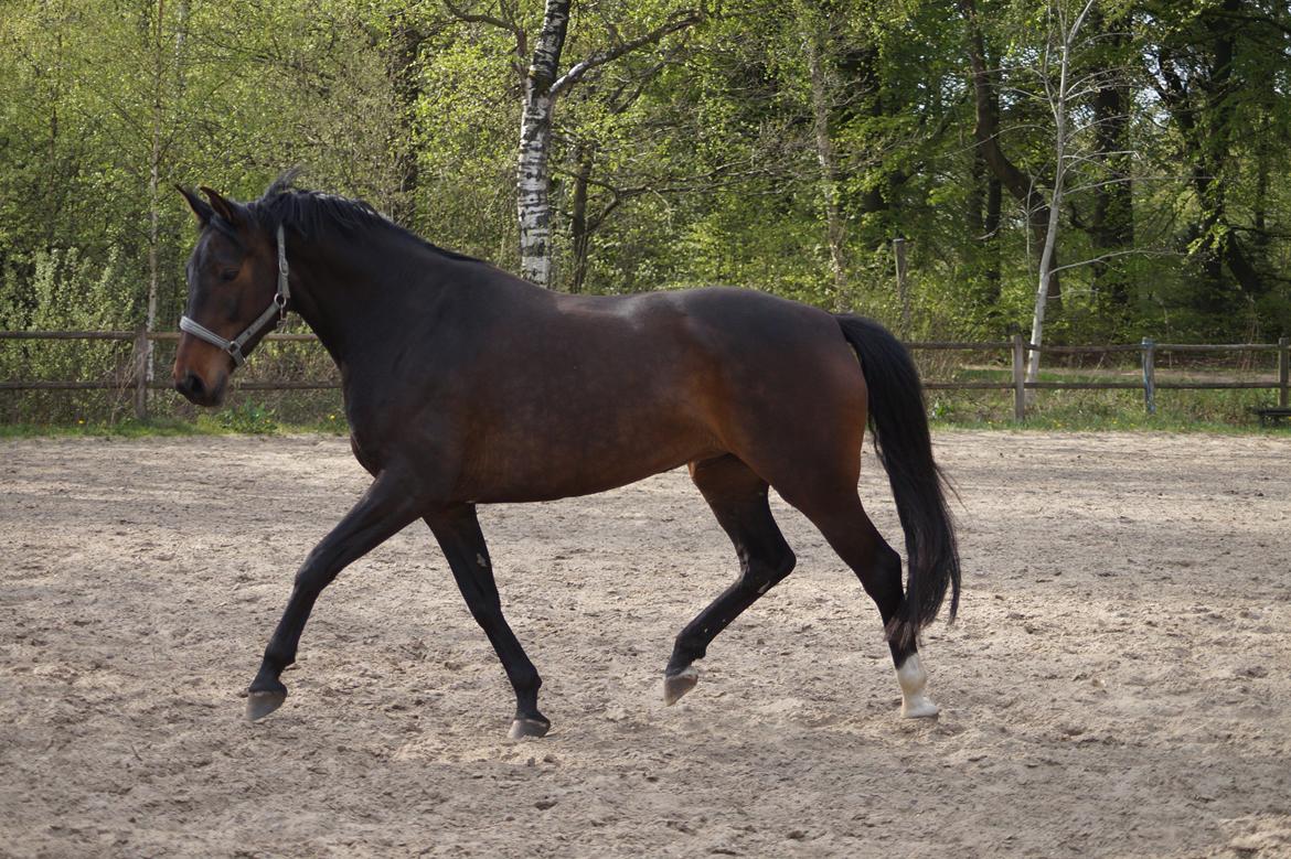 Anden særlig race Montana billede 11