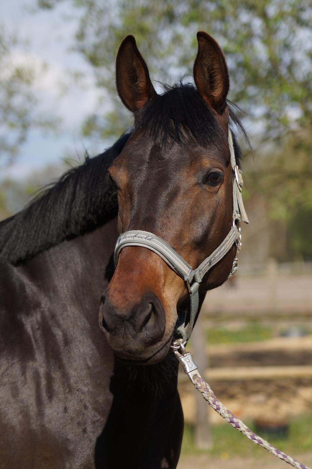 Anden særlig race Montana billede 12