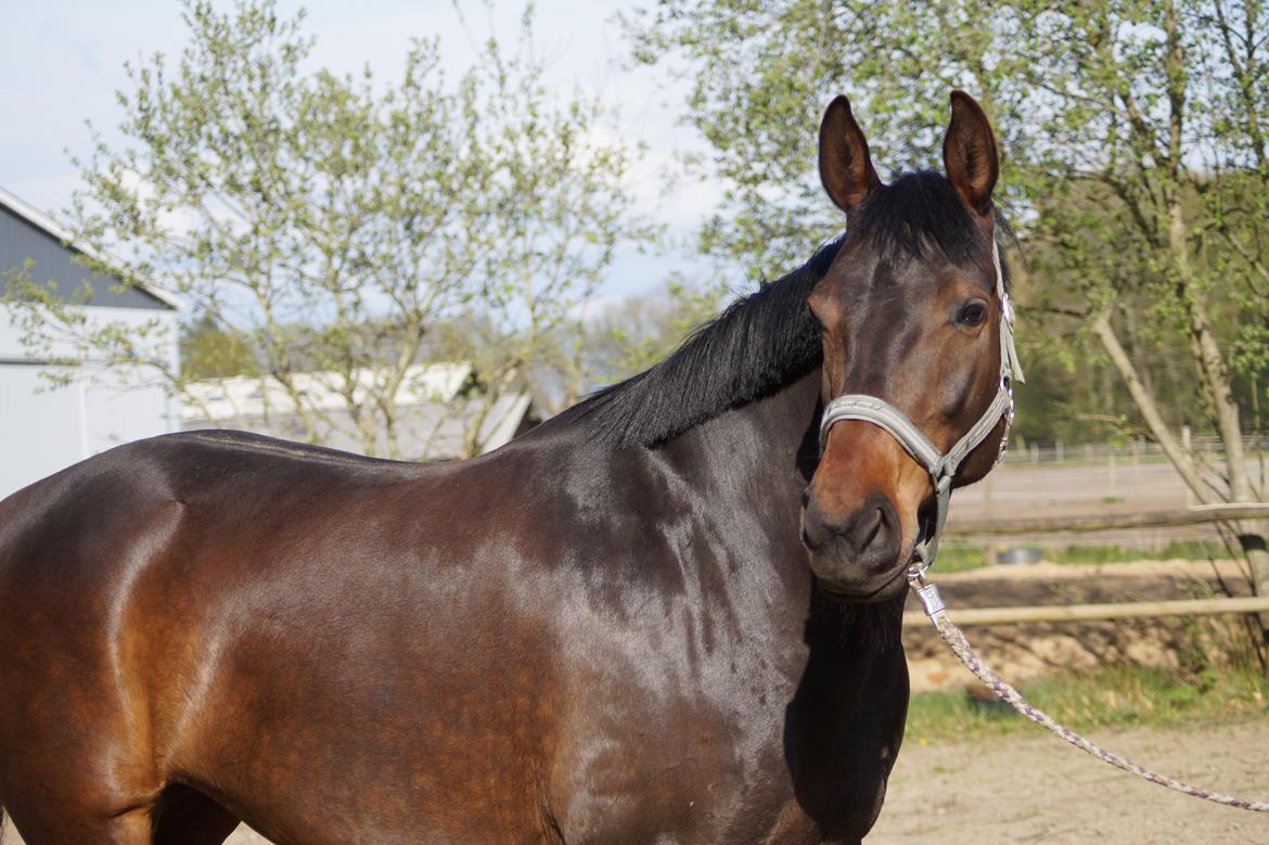 Anden særlig race Montana billede 7