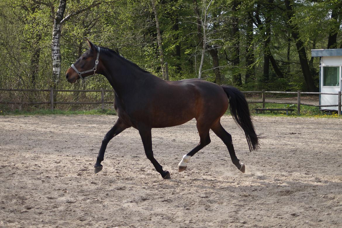 Anden særlig race Montana billede 15