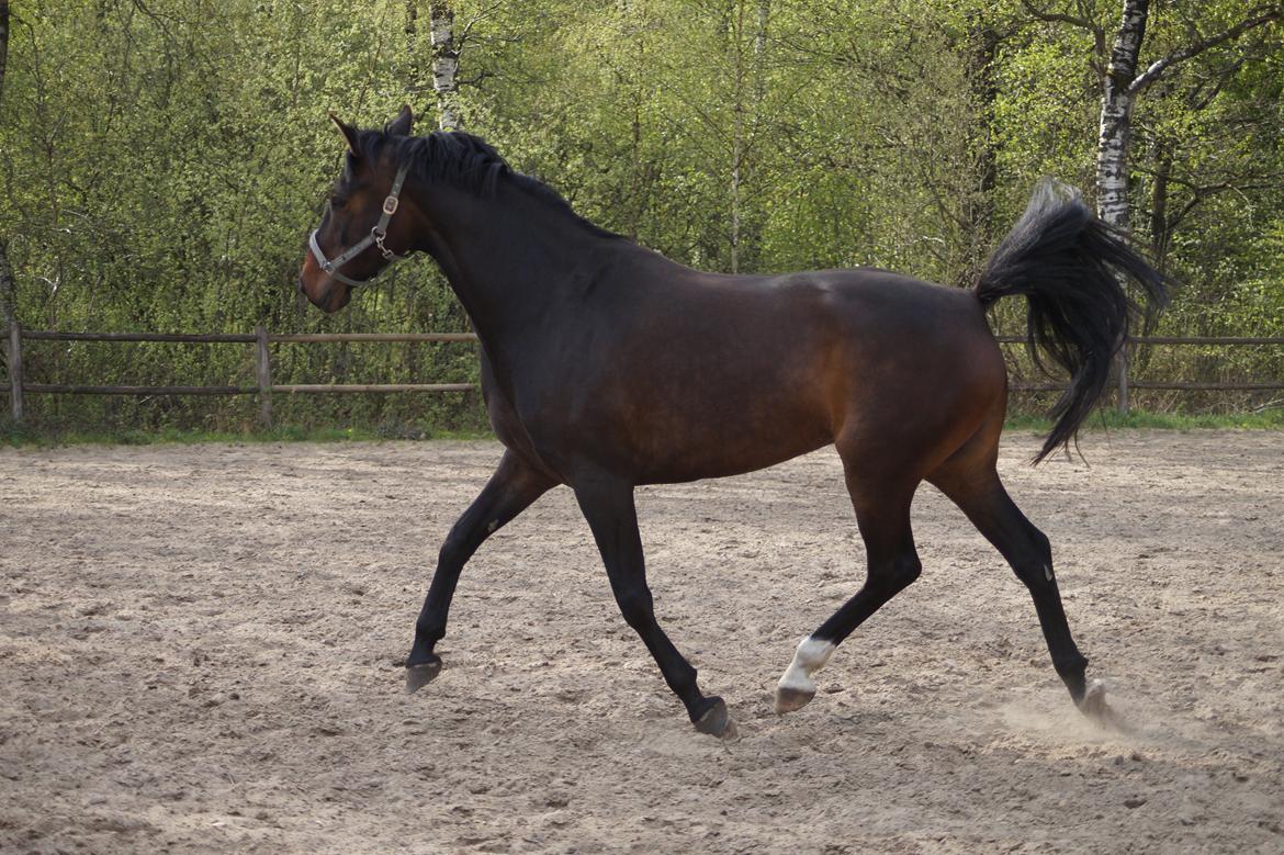 Anden særlig race Montana billede 17