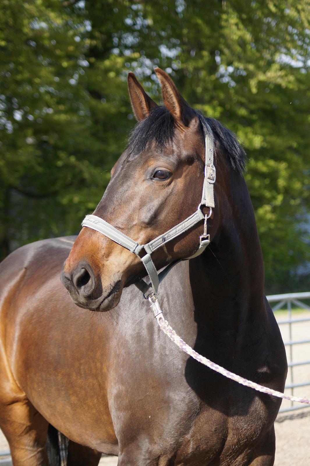 Anden særlig race Montana billede 16