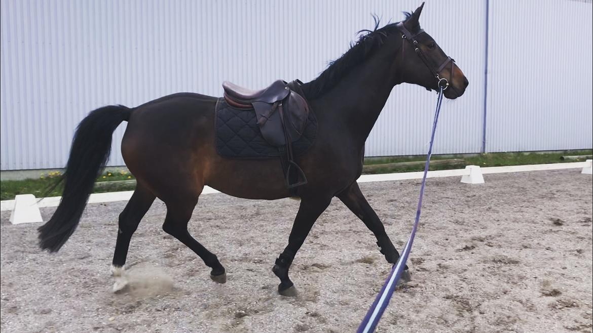 Anden særlig race Montana billede 19