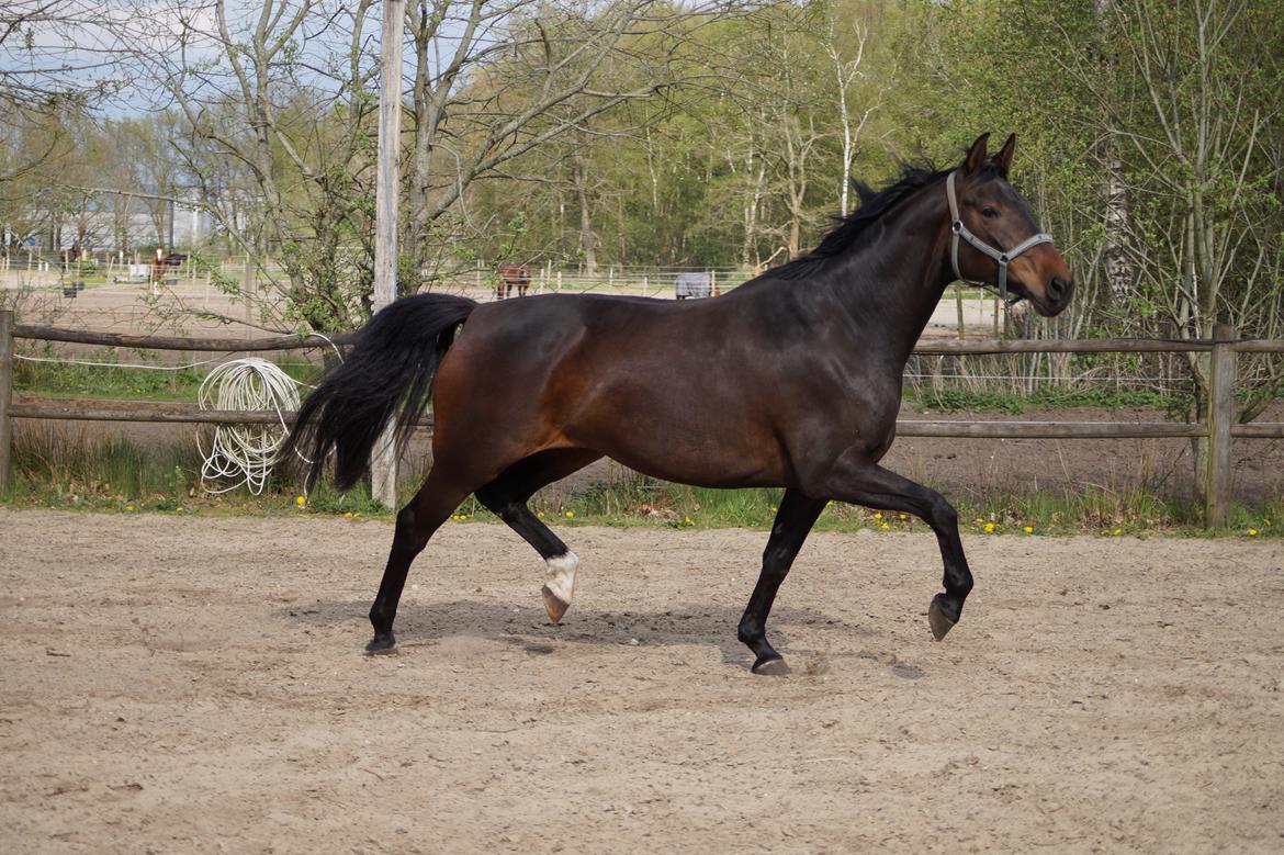 Anden særlig race Montana billede 9