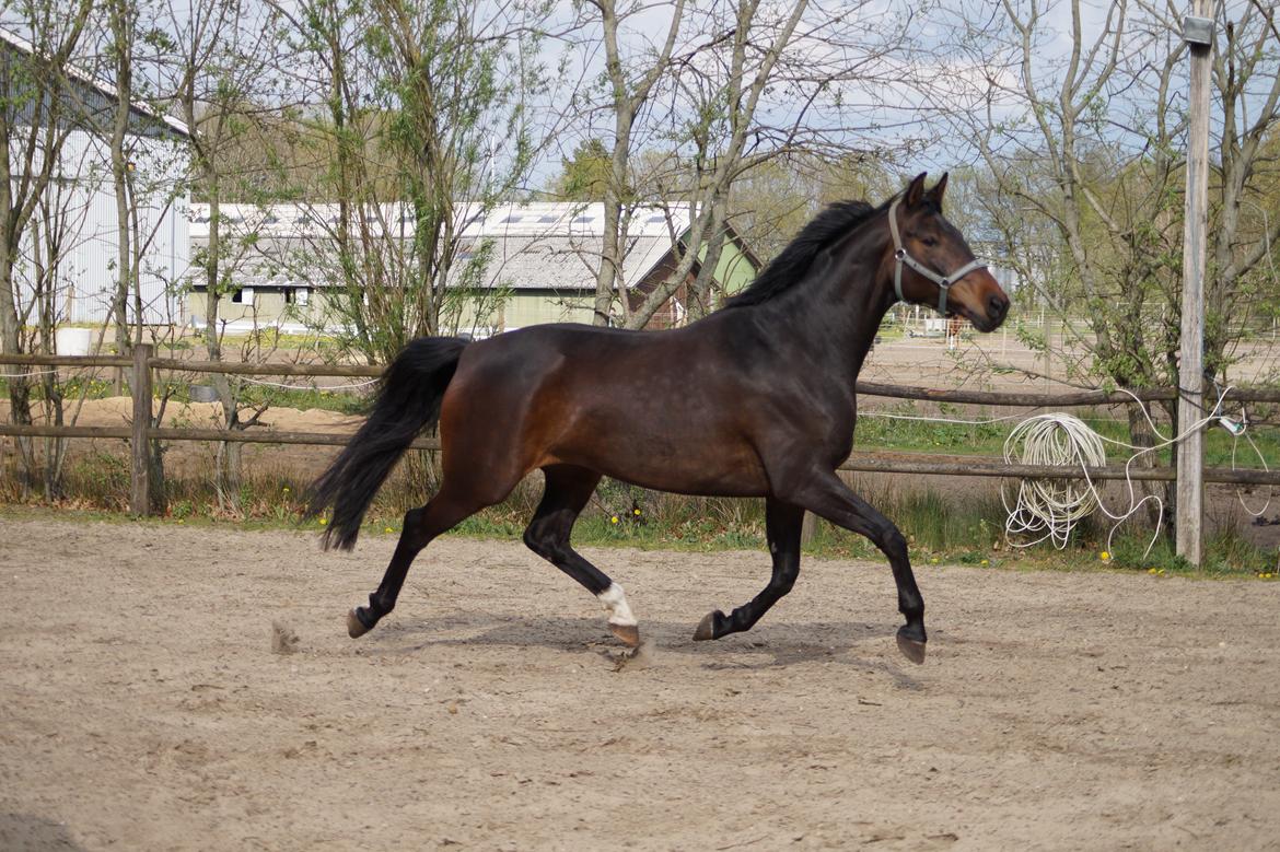 Anden særlig race Montana billede 4