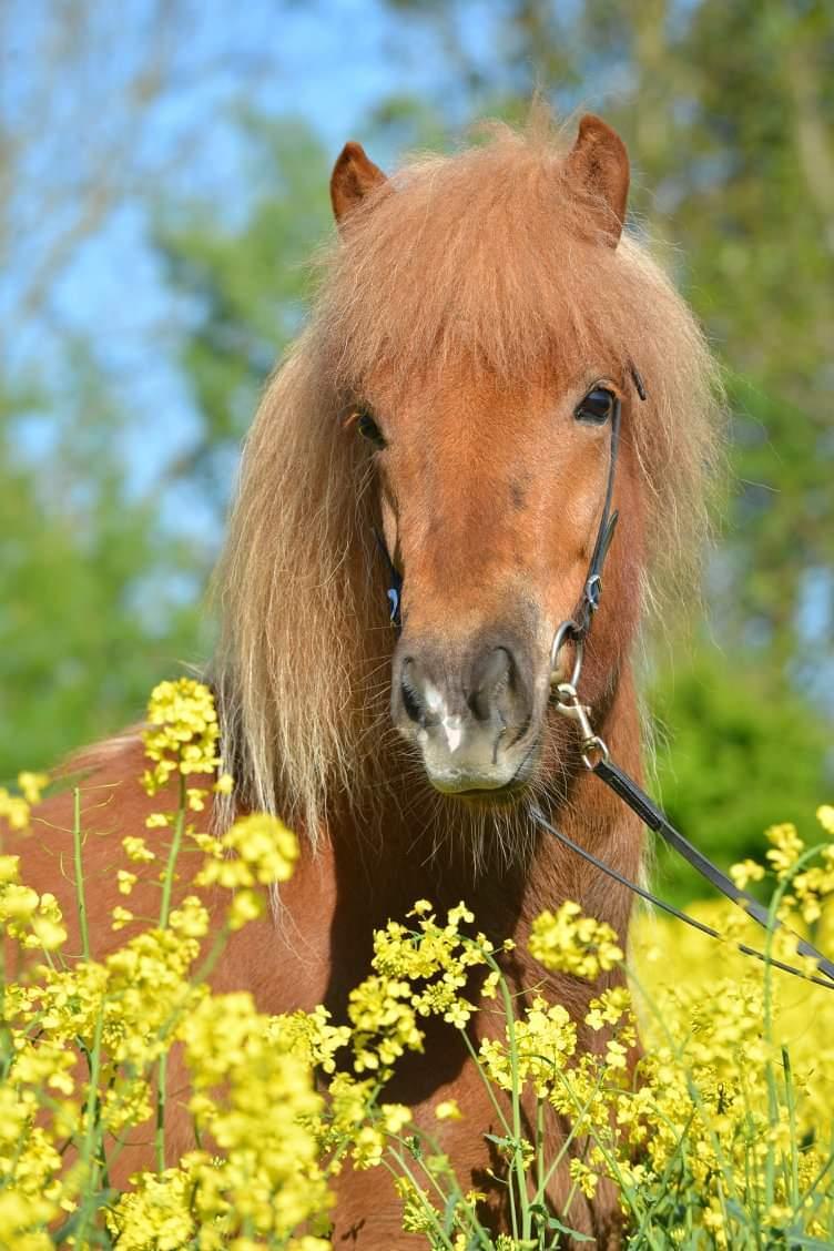 Islænder Gjöf fra Østervang billede 2