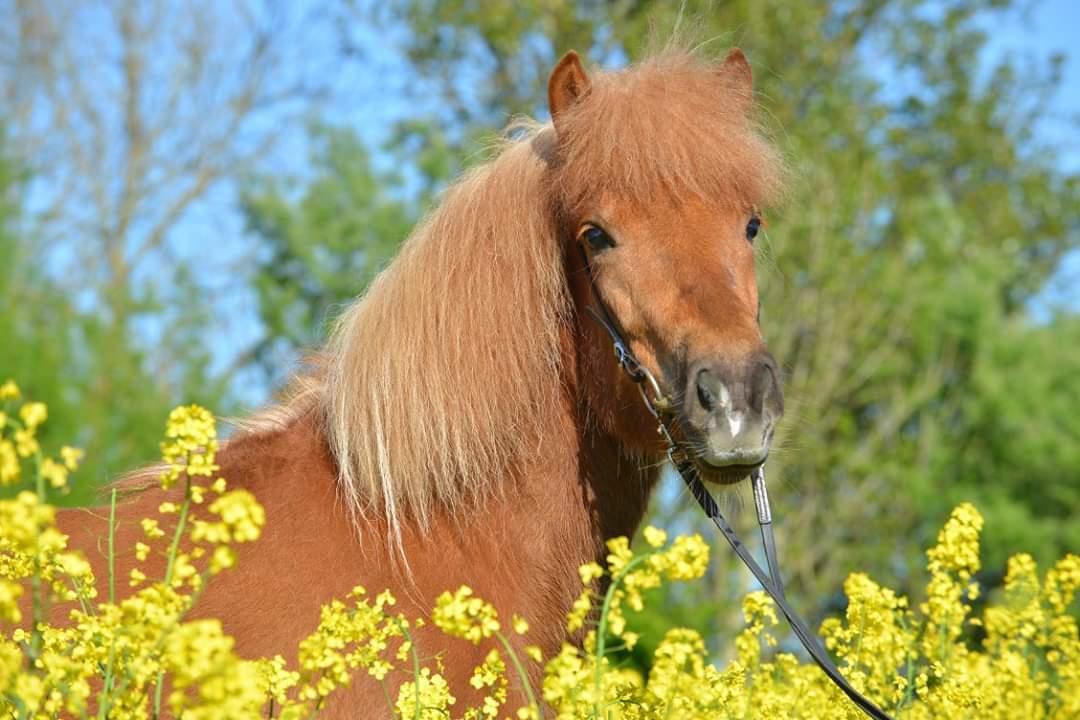 Islænder Gjöf fra Østervang billede 35
