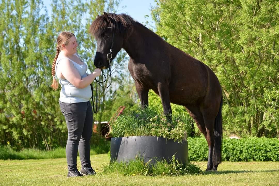 Islænder Snilld fra Østervang billede 39