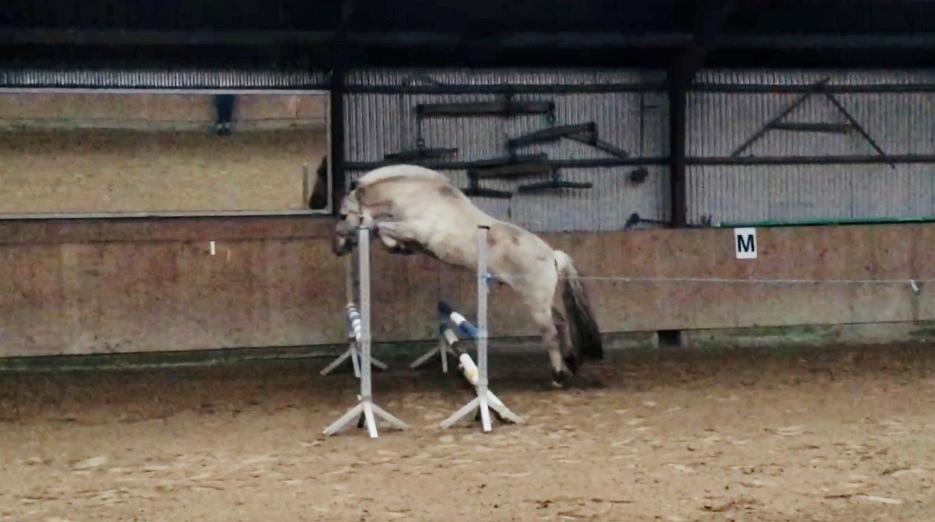 Fjordhest Valdemar billede 3