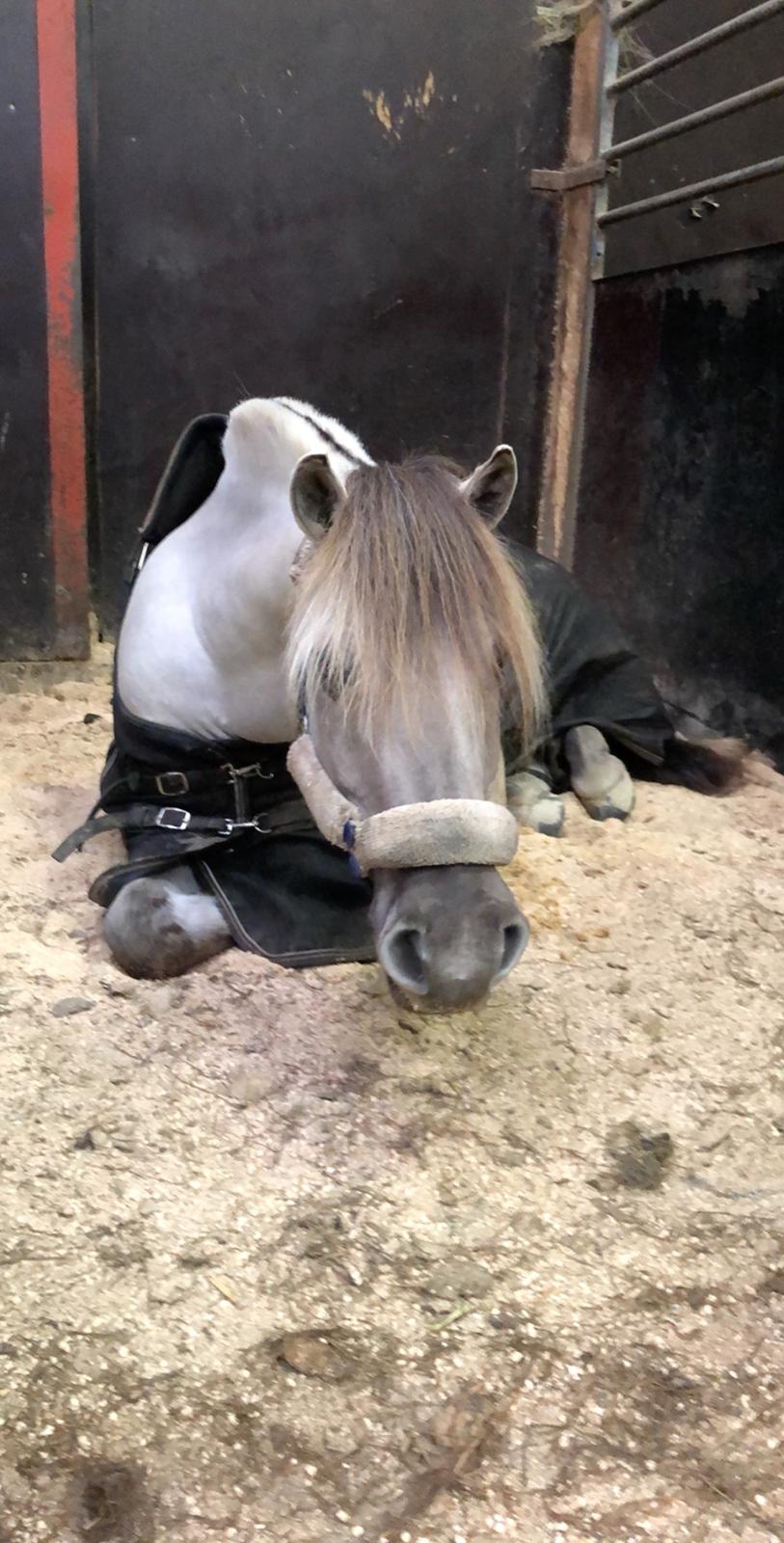 Fjordhest Valdemar billede 4