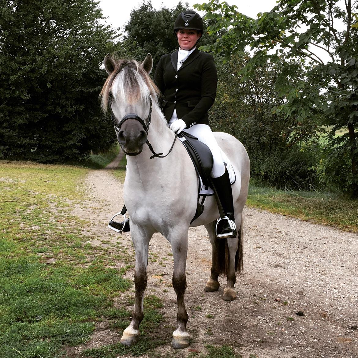 Fjordhest Valdemar billede 5