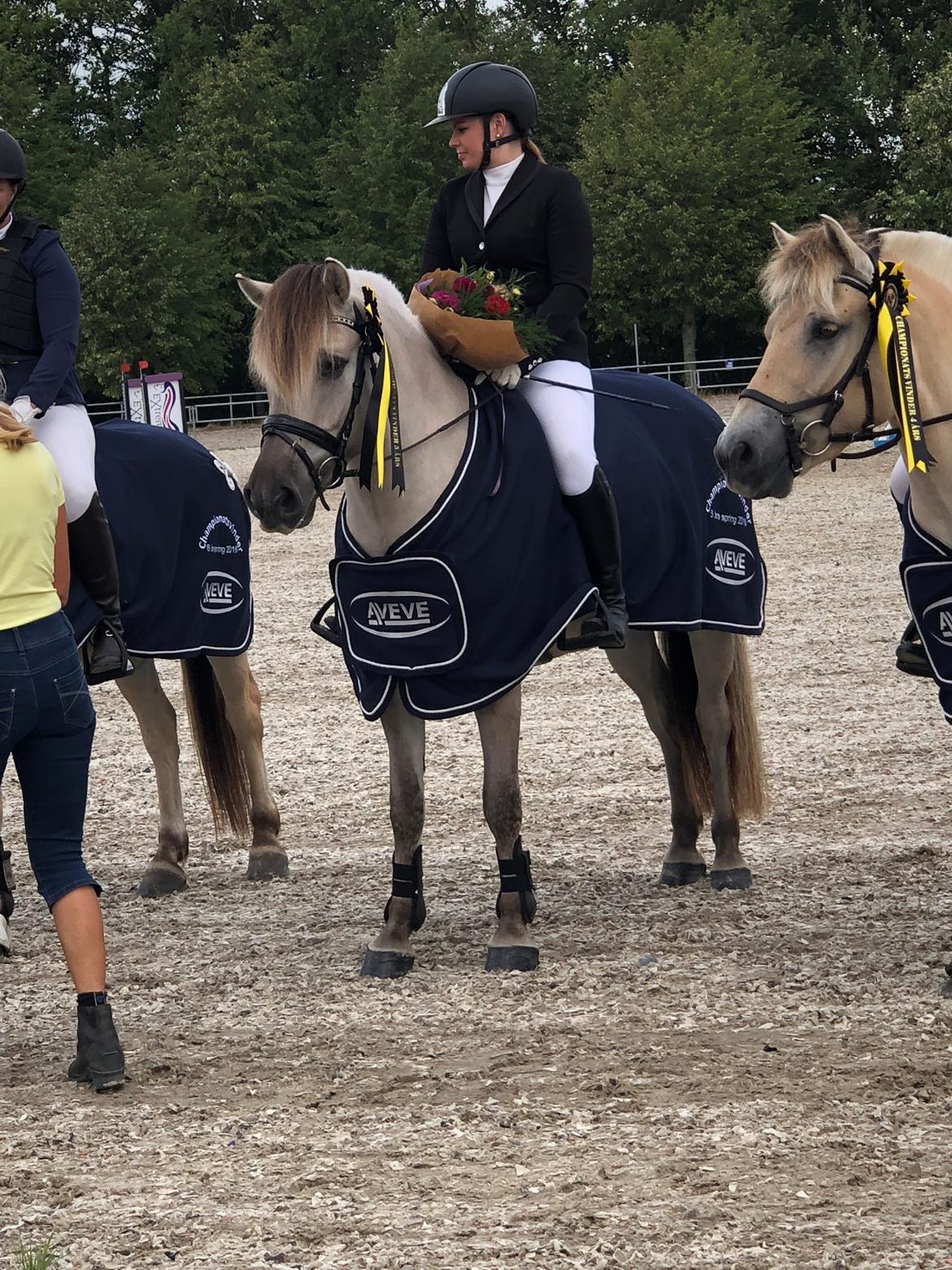 Fjordhest Valdemar billede 1