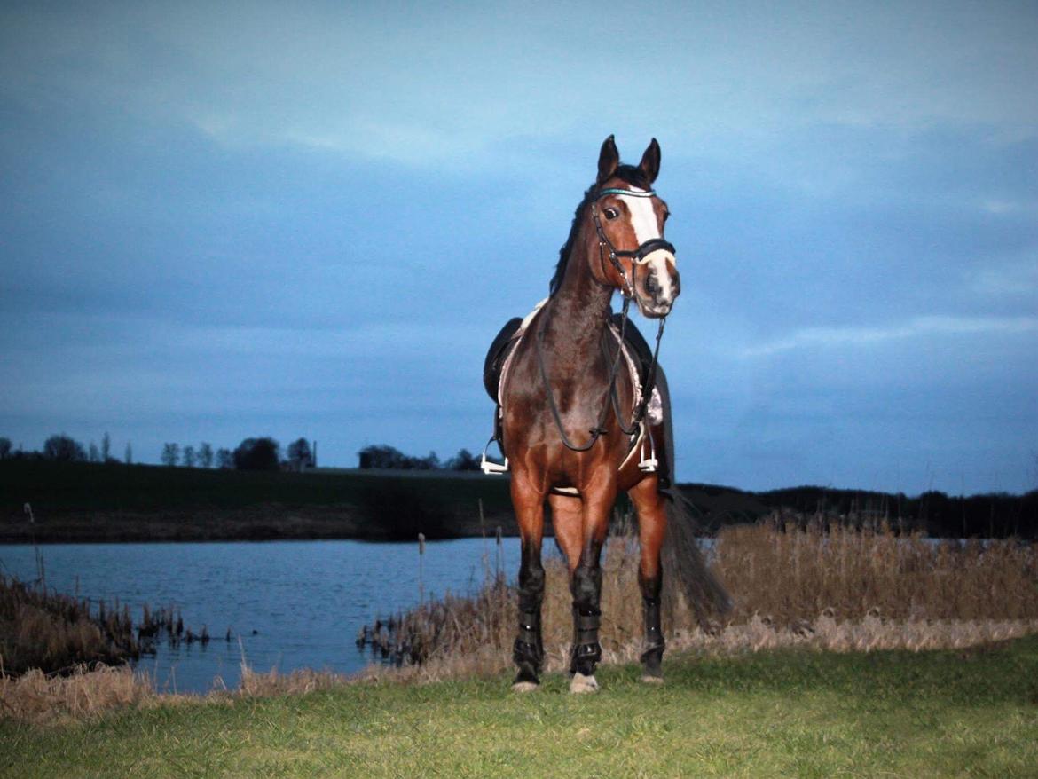 Hollandsk Varmblod Tamira billede 13