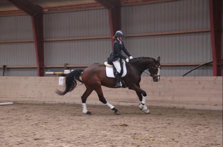 Hollandsk Varmblod Tamira billede 16