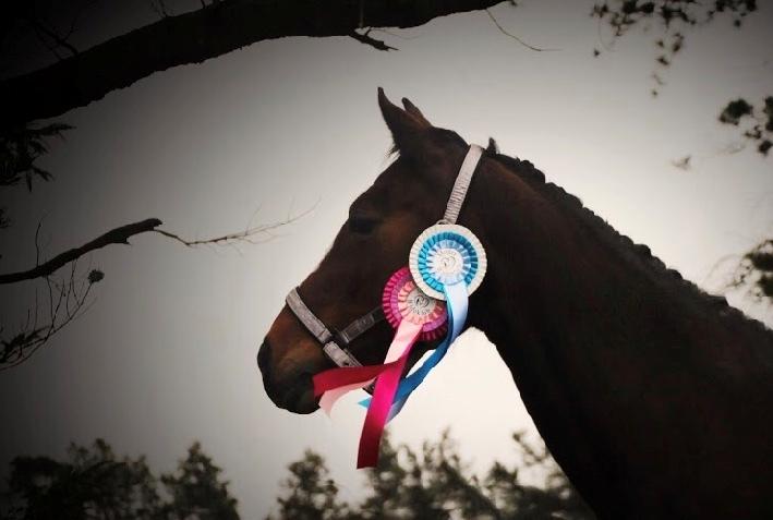 Hollandsk Varmblod Tamira billede 17