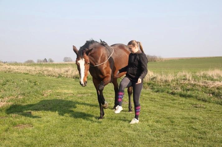 Hollandsk Varmblod Tamira billede 20