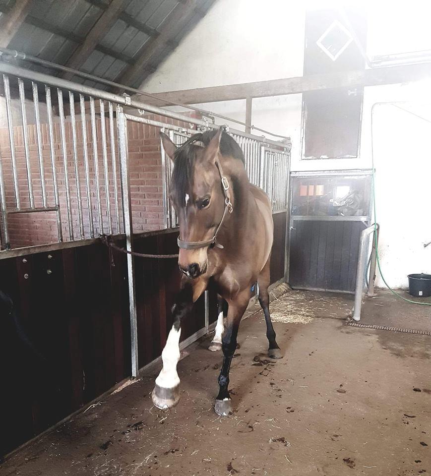 Dansk Varmblod Overgaard's Menor billede 1