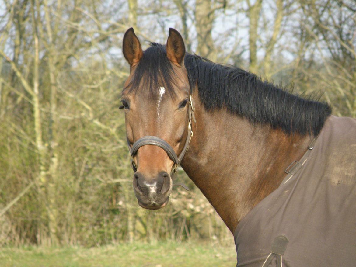 Dansk Varmblod Overgaard's Menor billede 6