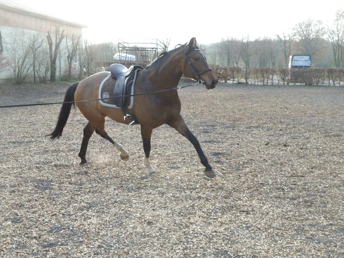 Dansk Varmblod Overgaard's Menor billede 7