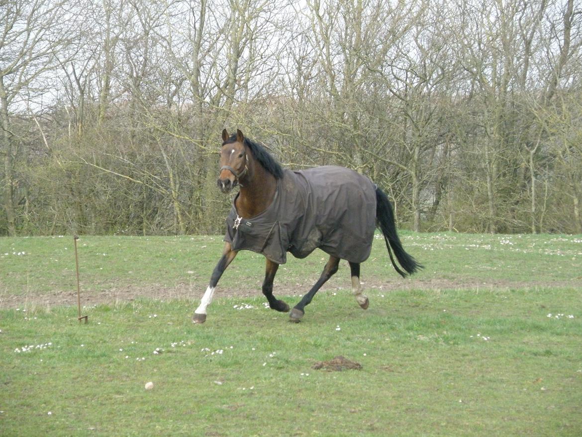 Dansk Varmblod Overgaard's Menor billede 8