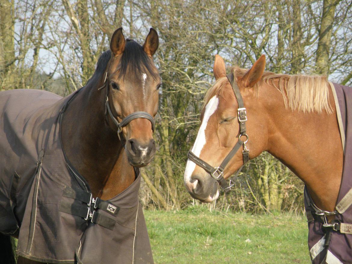 Dansk Varmblod Overgaard's Menor billede 9