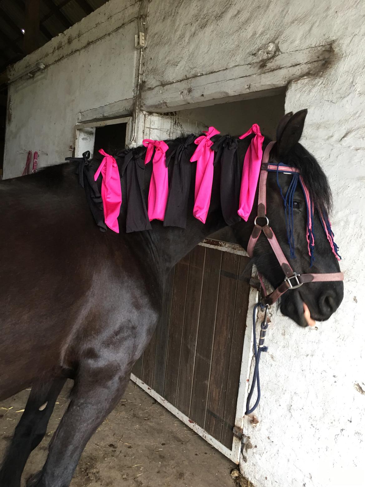 Frieser Melody K billede 11