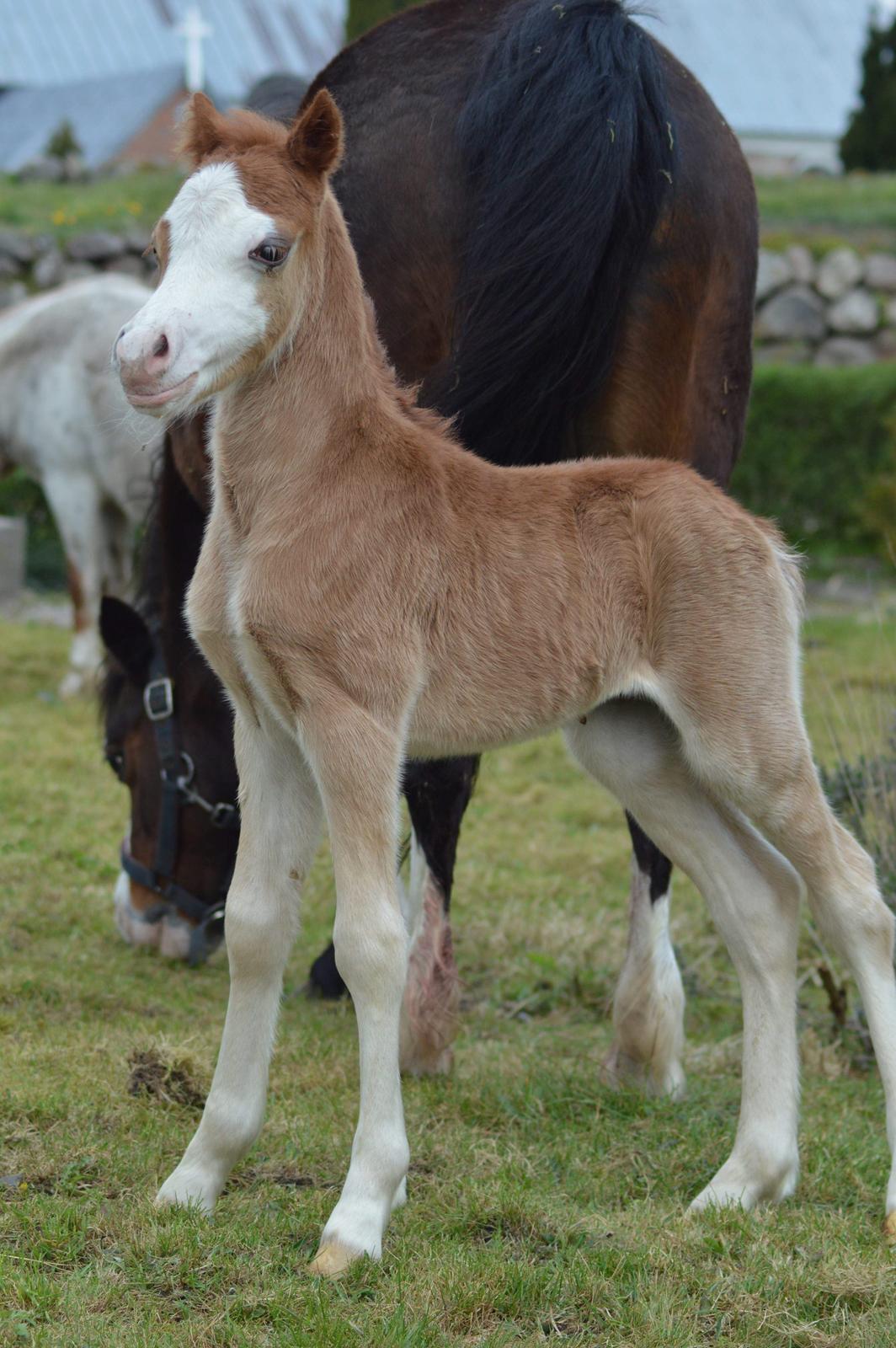 Welsh Mountain (sec A) Noerrelide's charles billede 1
