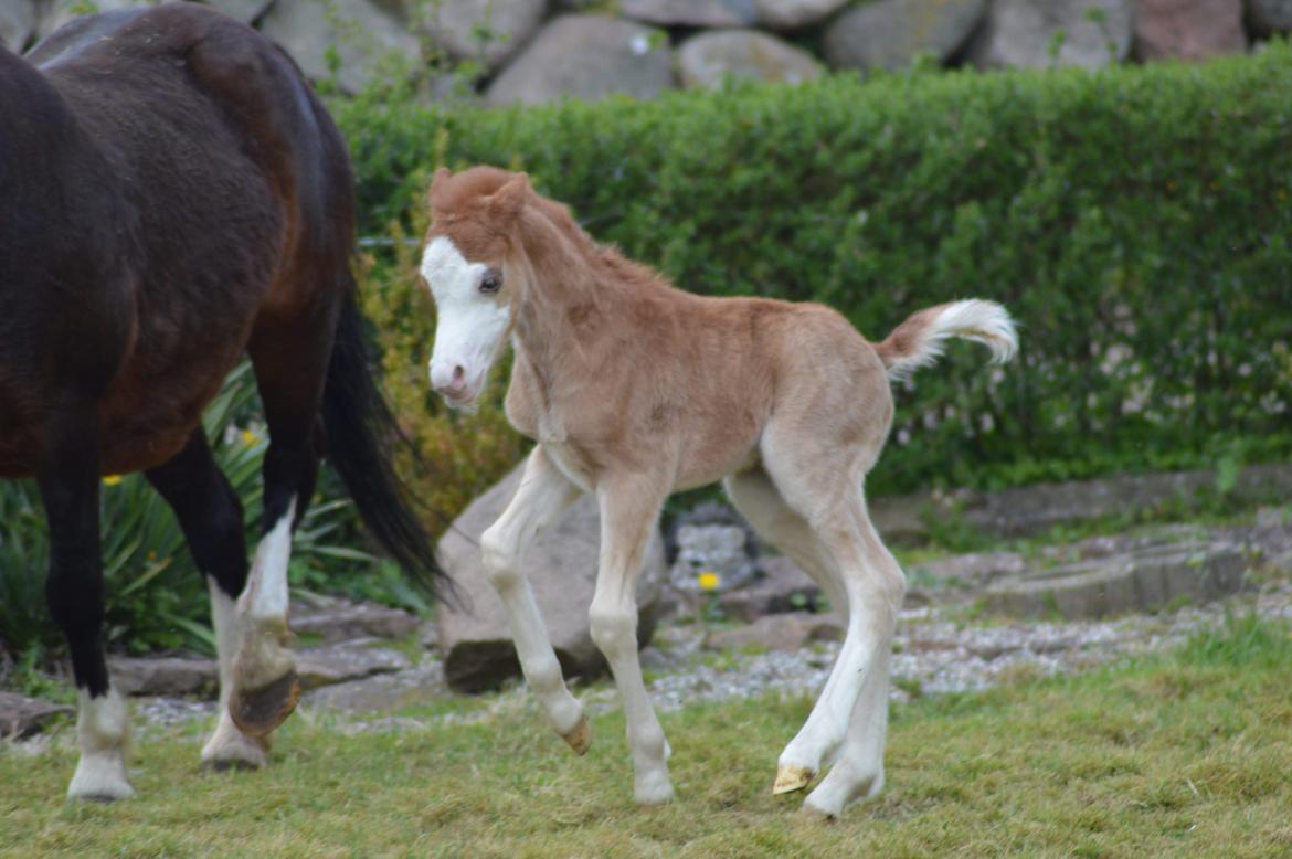 Welsh Mountain (sec A) Noerrelide's charles billede 2