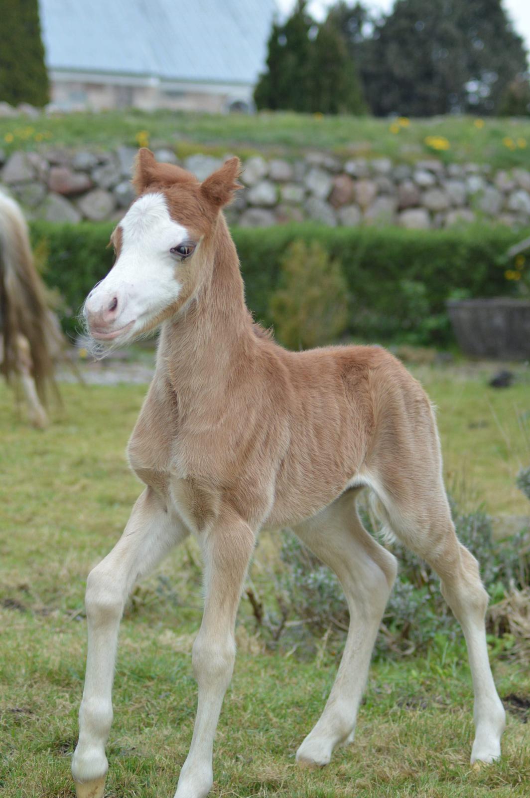 Welsh Mountain (sec A) Noerrelide's charles billede 4