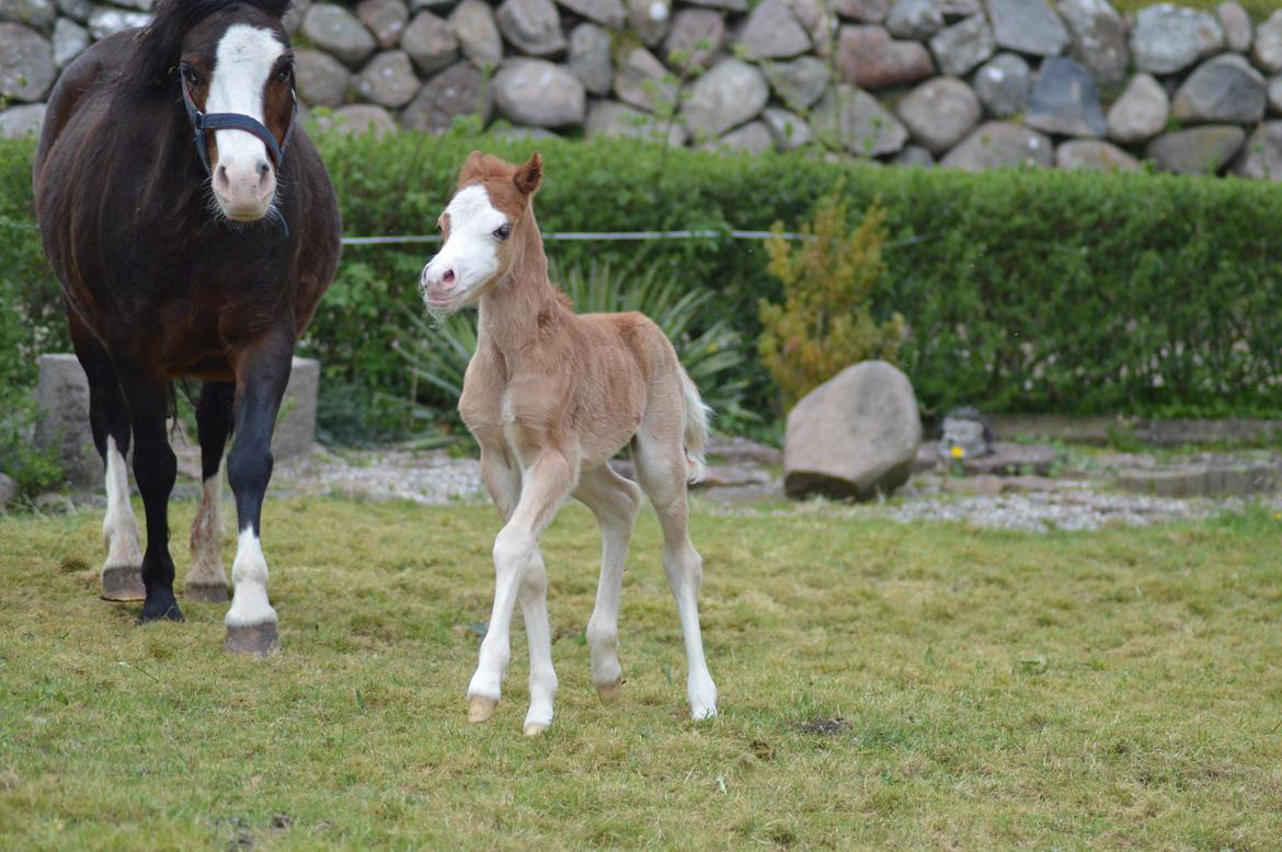 Welsh Mountain (sec A) Noerrelide's charles billede 5