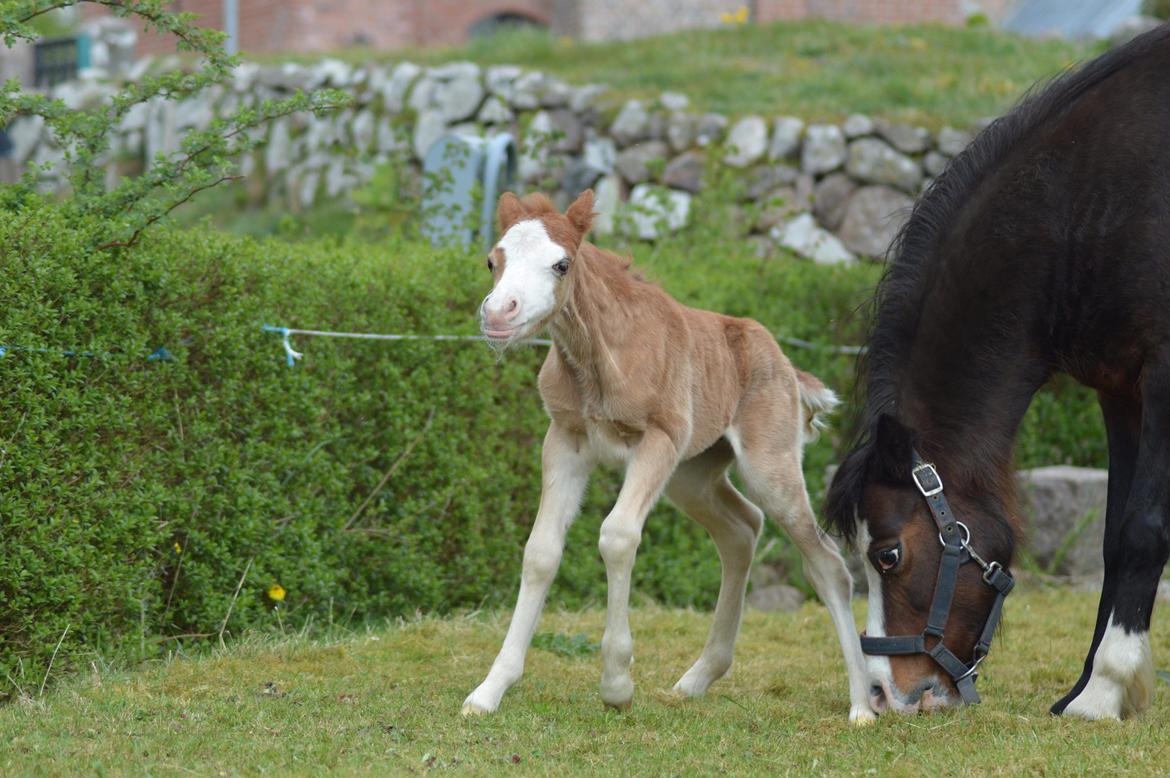 Welsh Mountain (sec A) Noerrelide's charles billede 6